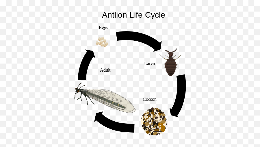 Antlion Life Cycle - Life Cycle Ant Lion Emoji,Adult Emoji