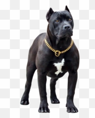 Pitbull Black Dog - Black Pakistani Bully Price Emoji,Black Dog Emoji