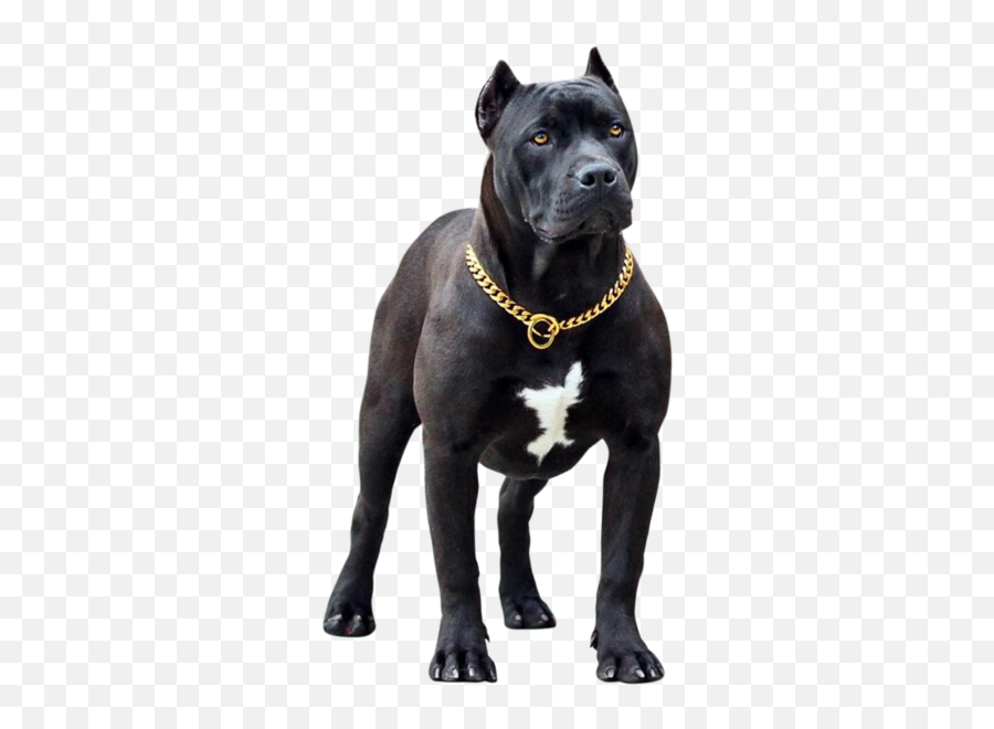 Pitbull Black Dog - Black Pakistani Bully Price Emoji,Black Dog Emoji