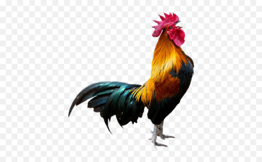 Largest Collection Of Free - Rooster Png Emoji,Rooster Emoji