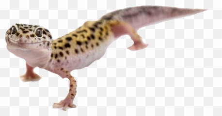 Black And Yellow Gecko - African Fat Tail Gecko Smile Emoji,Gecko Emoji