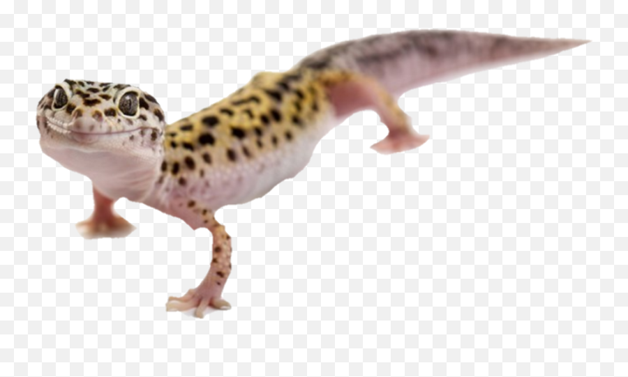 Black And Yellow Gecko - African Fat Tail Gecko Smile Emoji,Gecko Emoji