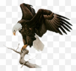 Baldeagle Eagle - Me Prostro Diante De Ti Emoji,Bald Eagle Emoji