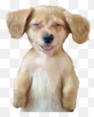 Dog Puppy Sleeping Nap Funny Smiling - Do I Feel After A Massage Emoji,Whelp Emoji