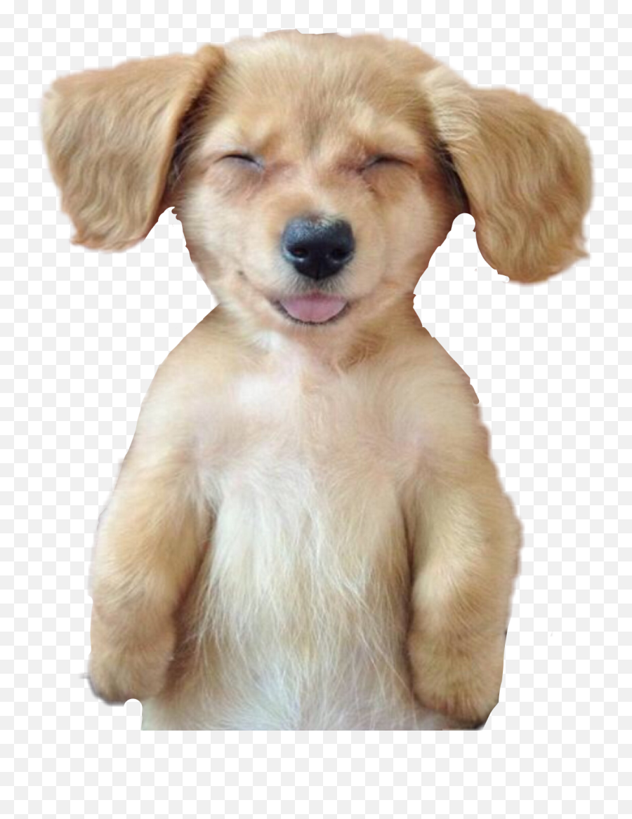 Dog Puppy Sleeping Nap Funny Smiling - Do I Feel After A Massage Emoji,Whelp Emoji