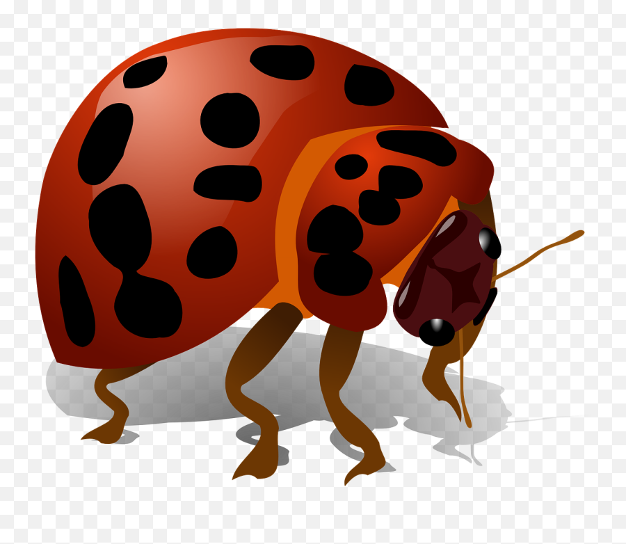 Transparent Ladybug Real Life Transparent Png Clipart Free - Bug Clip Art Emoji,Ladybug Emoji
