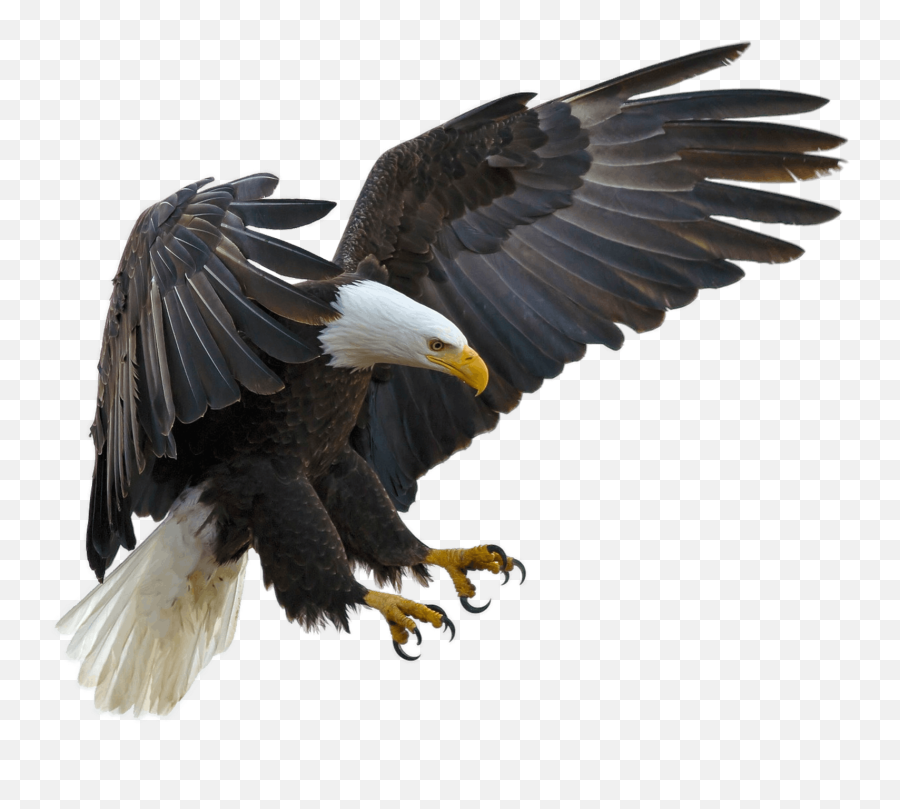 Baldeagle Eagle Bird - Transparent Background Eagle Png Emoji,Bald Eagle Emoji
