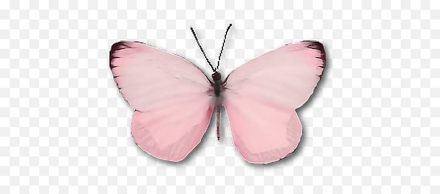 Butterfly Moth Insect Pink Cute Wings - Aesthetic Light Pink Butterfly Emoji,Moth Emoji