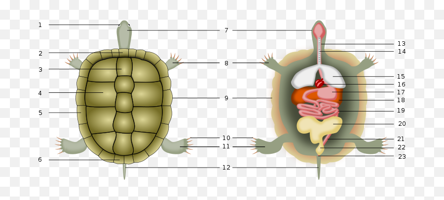 Tortoise Anatomy Png U0026 Free Tortoise Anatomypng Transparent - Tortoise Emoji,Tortoise Emoji