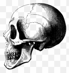 Skull Profile - Head Png Emoji