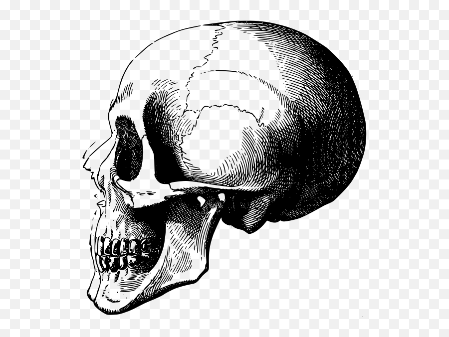 Skull Profile - Skull Head Profile Png Emoji,Trans Flag Emoji