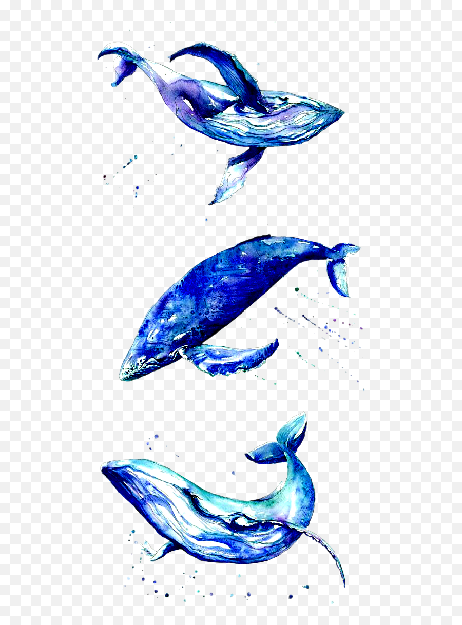 Whale Bluewhale Whales Whaletale - Whale Emoji,Blue Whale Emoji