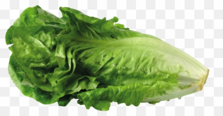 Lettuce Clip Art Clipart Image - Lettuce Png Transparent Background Emoji,Lettuce Emoji