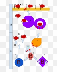 Human Immune System - Circle Emoji