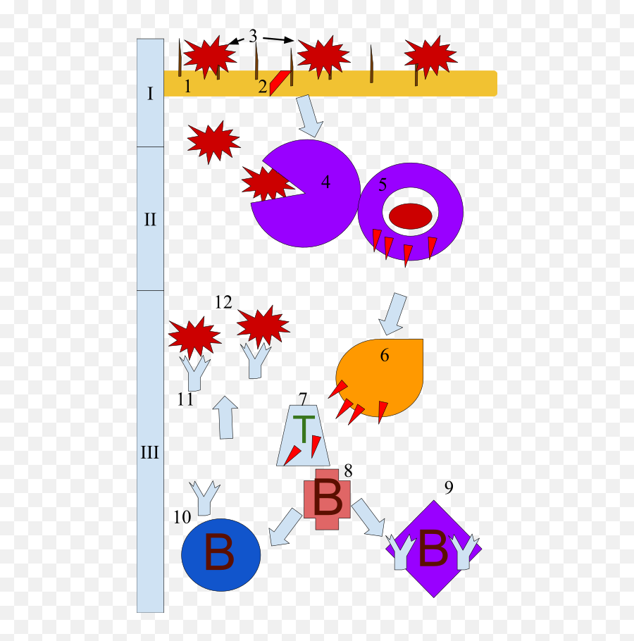 Human Immune System - Circle Emoji,Roman Numerals Emoji