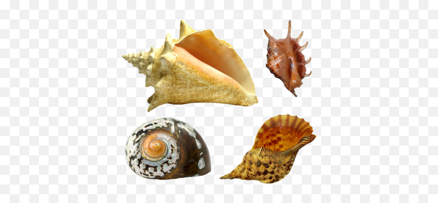 Vector Seashell Png - Seashells Transparent Background Free Emoji,Seashell Emoji