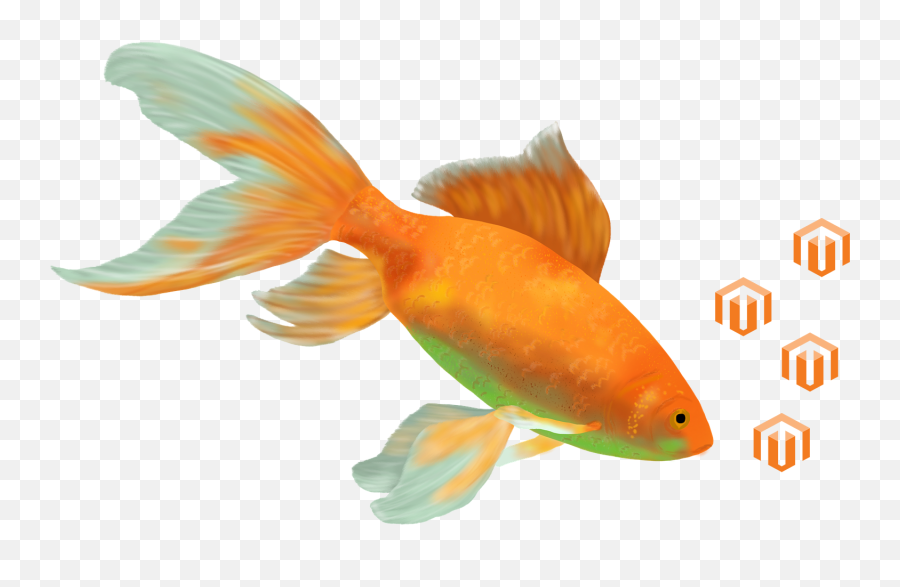 Goldfish Cropped And Flipped - Goldfish Emoji,Goldfish Emoji