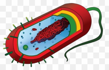 200 Free Virus U0026 Corona Vectors - Pixabay Bacterial Cell Without Labels Emoji,Germ Emoji