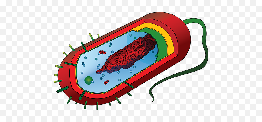 200 Free Virus U0026 Corona Vectors - Pixabay Bacterial Cell Without Labels Emoji,Germ Emoji
