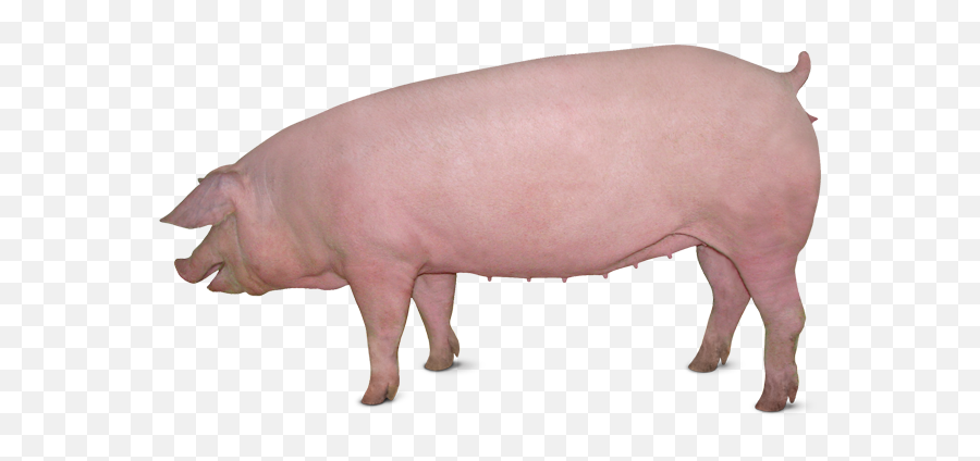 Pig Png Images Cartoon Pig Baby Pig - Large White Pig Female Emoji,Flying Pig Emoji