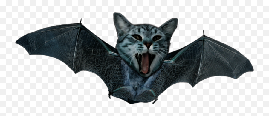 Batcat Bat Cat Catsticker Bats Cute - Umbrella Emoji,Bats Emoji