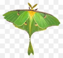 Moth Illustration - Luna Moth White Background Emoji,Butterfly Emoji Apple
