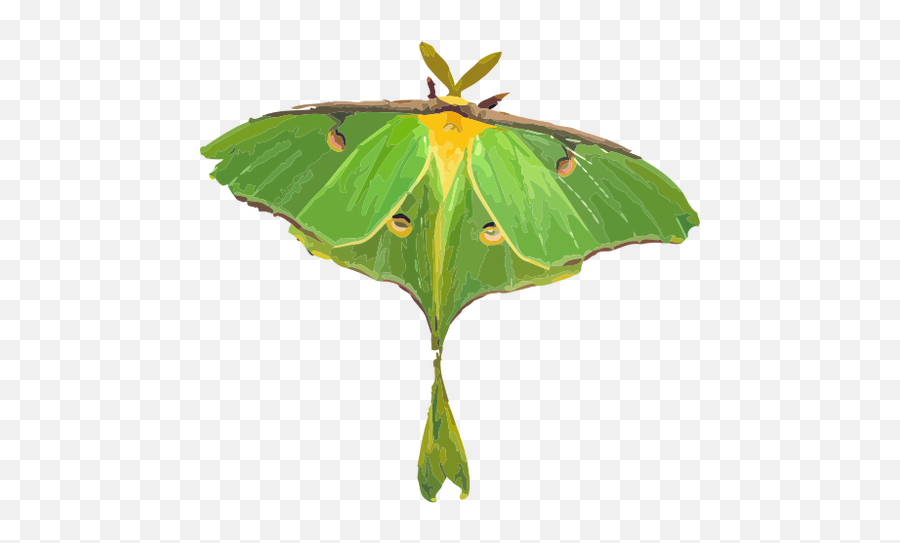 Moth Illustration - Luna Moth White Background Emoji,Butterfly Emoji Apple