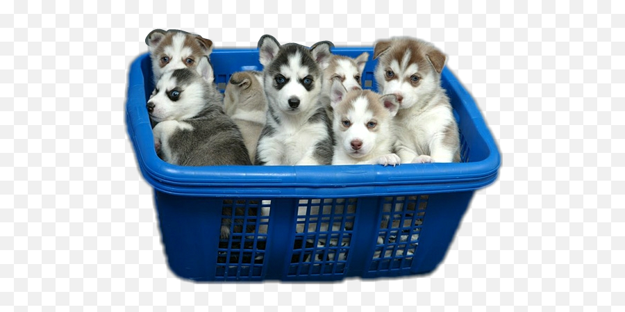 Ftebaskets Sticker By Mckenzie Arndt - Baby Siberian Husky Puppies For Sale Emoji,Whelp Emoji
