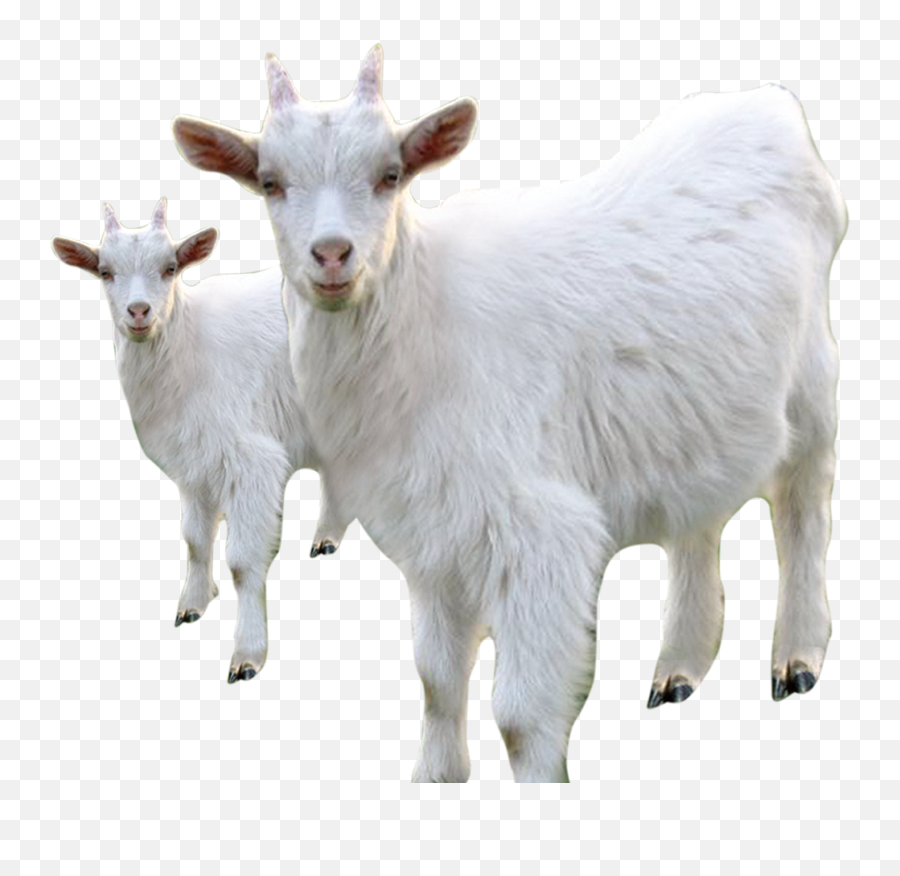 Angora Goat Png U0026 Free Angora Goatpng Transparent Images - White Goat Transparent Background Emoji,Goat Emoji Png