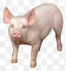 Pig Png Image - With Transparent Background Emoji
