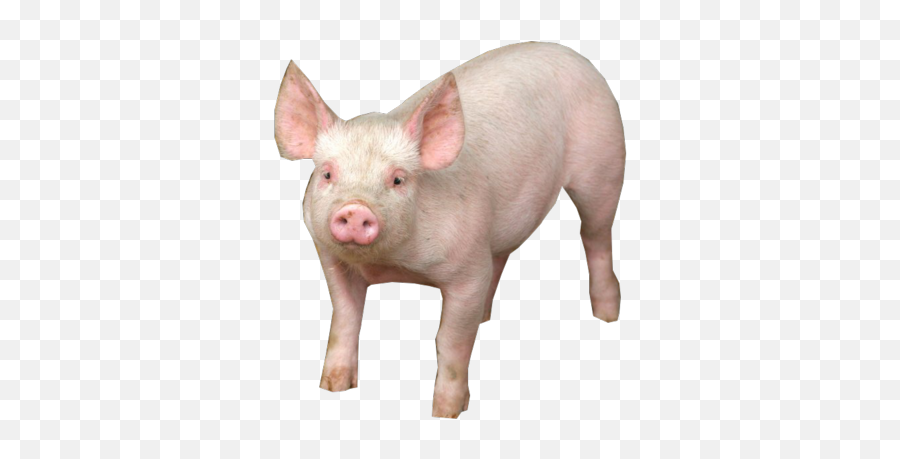 Pig Png Image - Pig With Transparent Background Emoji,Wild Boar Emoji