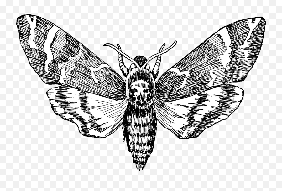 Transparent Moth Hannibal Transparent Png Clipart Free - Death Head Moth Transparent Emoji,Moth Emoji