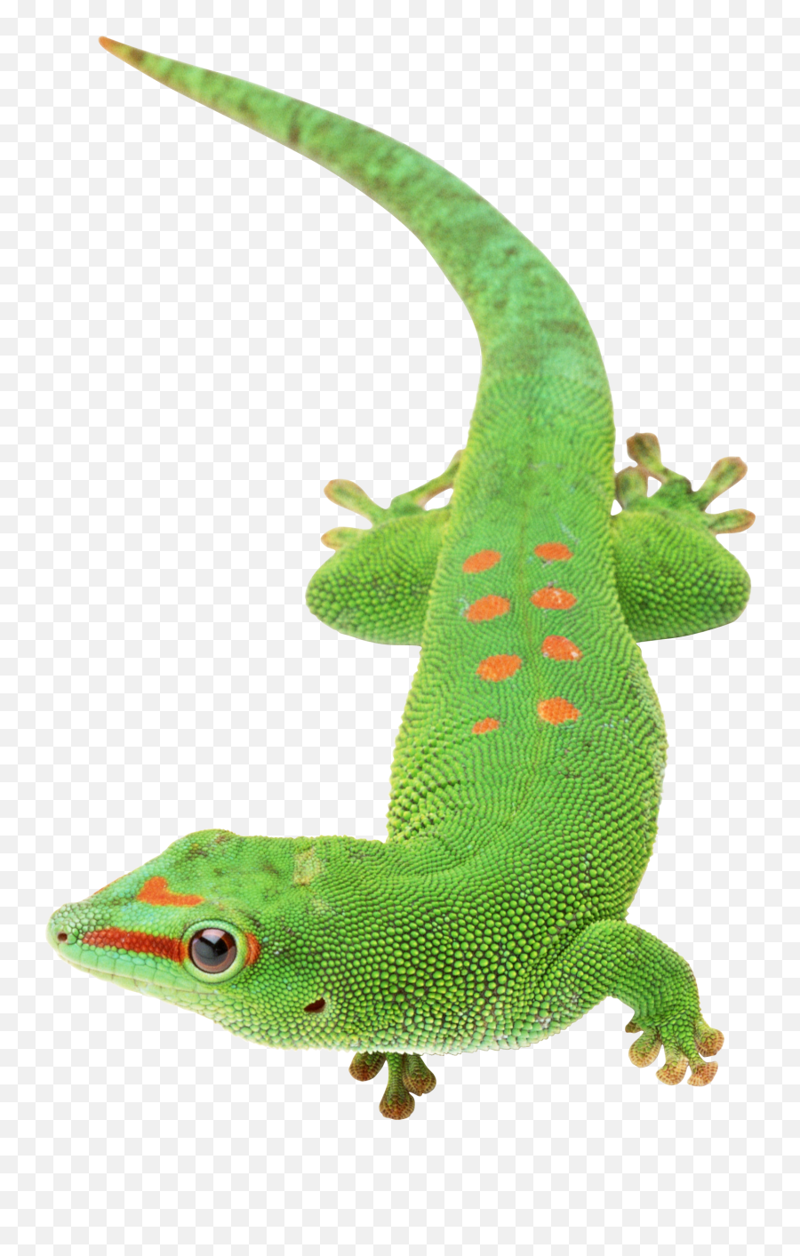 Gecko Clipart Transparent Background - Gecko Transparent Background Emoji,Gecko Emoji