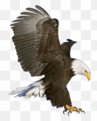 Bald Eagle - Eagle Png Emoji,Bald Eagle Emoji