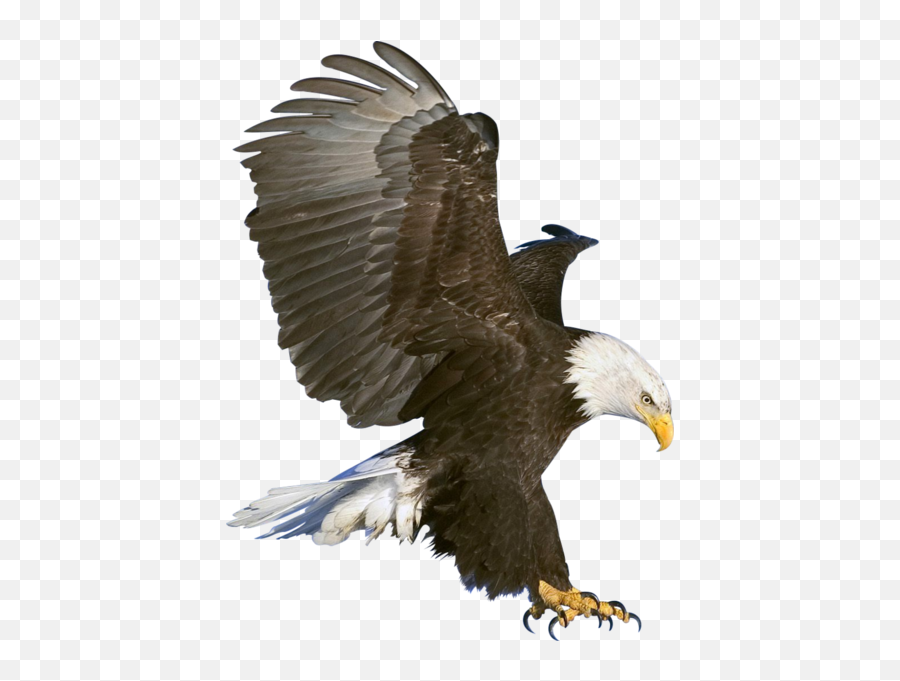Bald Eagle - Eagle Png Emoji,Bald Eagle Emoji