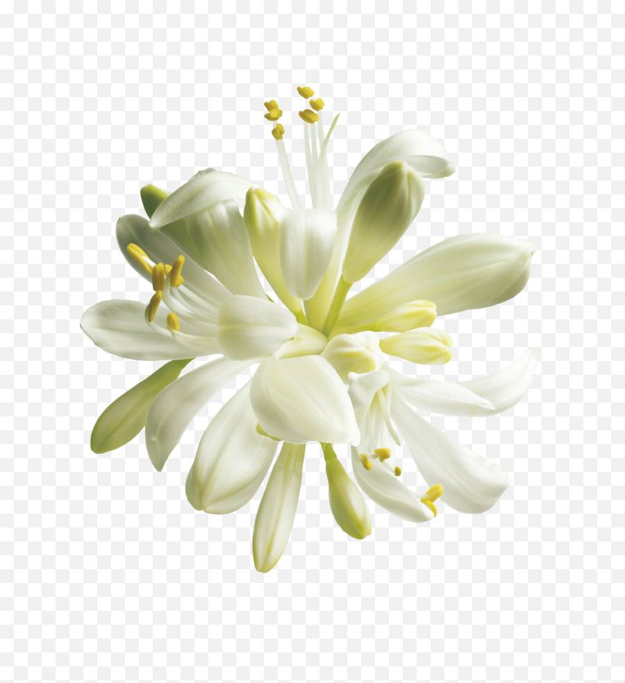 Types Of Flowers Miracle Tree Moringa - Moringa Body Butter 200ml Emoji,Lily Flower Emoji