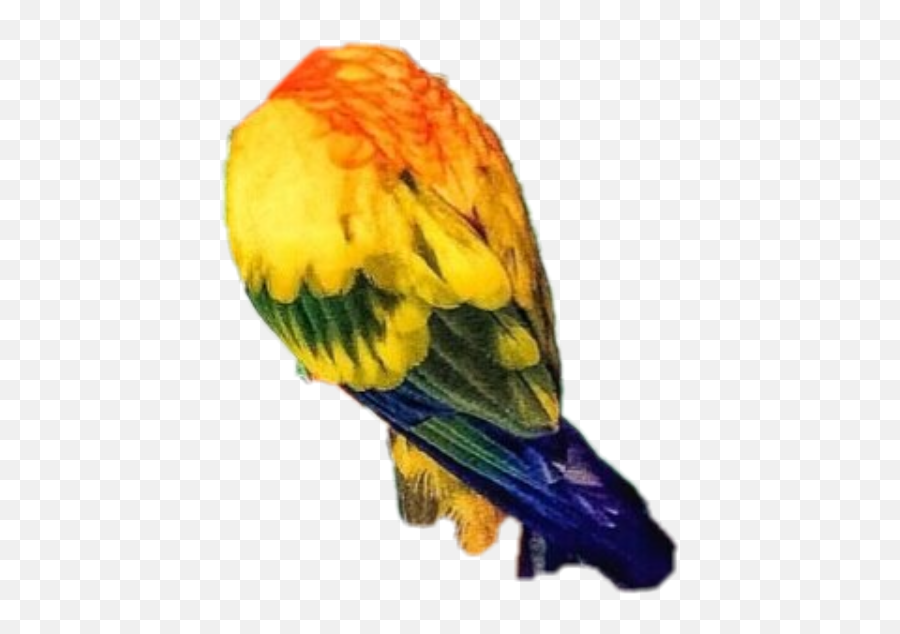 France Freetoedit - Macaw Emoji,Oriole Emoji