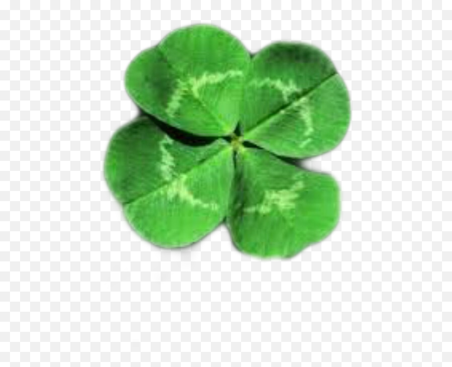 Saintpatricksday Shamrock Shamrocks Stpattysday Leprech - 4 Leaf Clover No Background Emoji,Shamrock Emoji