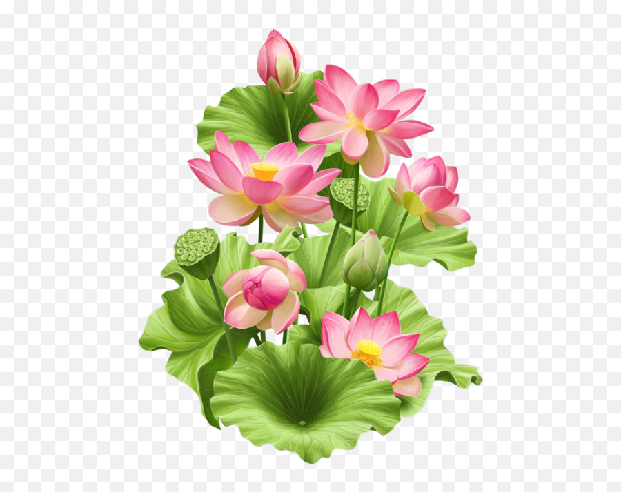 Lotus Painting Lotus Flower Pictures - Bunch Of Lotus Flowers Png Emoji,Lotus Flower Emoji
