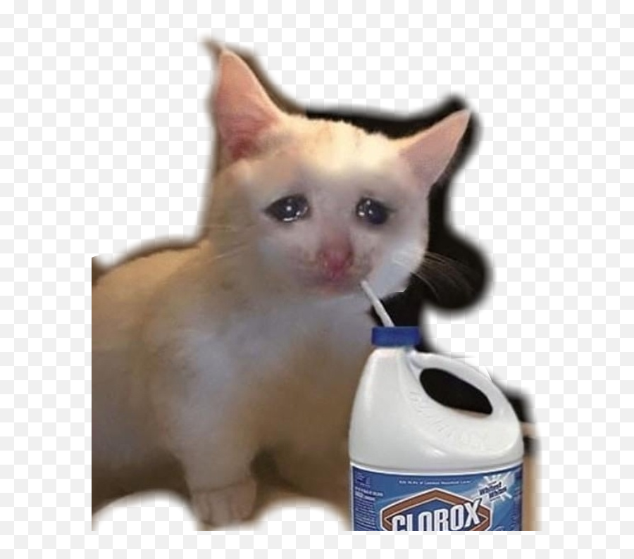 Small Sad Cat Meme - Clorox Emoji,Cat Heart Emoji Meme