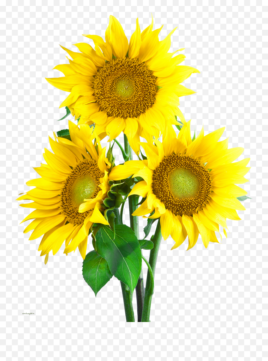 Sunflower Image With Transpa Background - Sun Flower Images Png Emoji,Sunflower Emoji Png