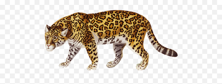 Ftestickers Jaguar Leopard Animal - Jaguar Png Emoji,Jaguar Emoji
