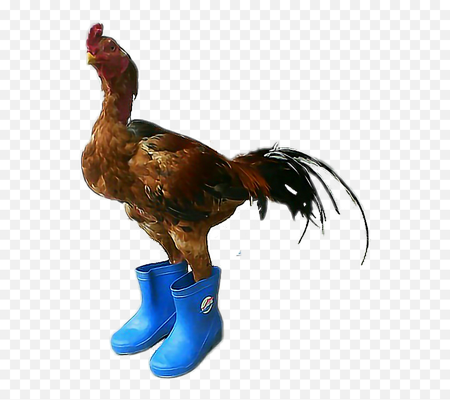 Rooster Boots Chicken Meme Roosterinbootsfreetoedit - Chickens With Boots Emoji,Rooster Emoji