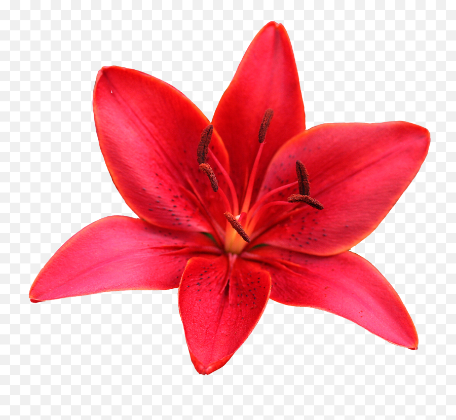 Lily Flower Red Sharpened Freetoedit - Orange Lily Emoji,Lily Flower Emoji