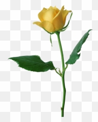 3d Yellow Rose Fabric - Yellow Rose Transparent Background Emoji,Huff Emoji