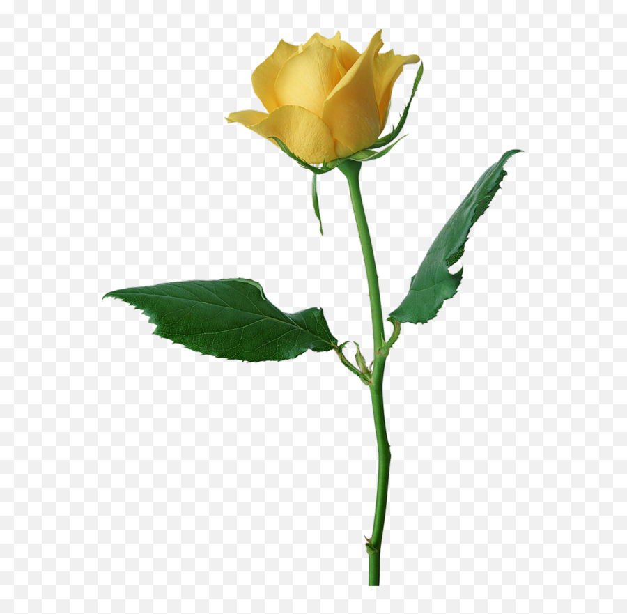 3d Yellow Rose Fabric - Yellow Rose Transparent Background Emoji,Huff Emoji