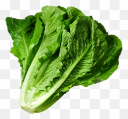 Lettuce Picture Cartoon Pictures And Cliparts - Lettuce Png Emoji,Lettuce Emoji