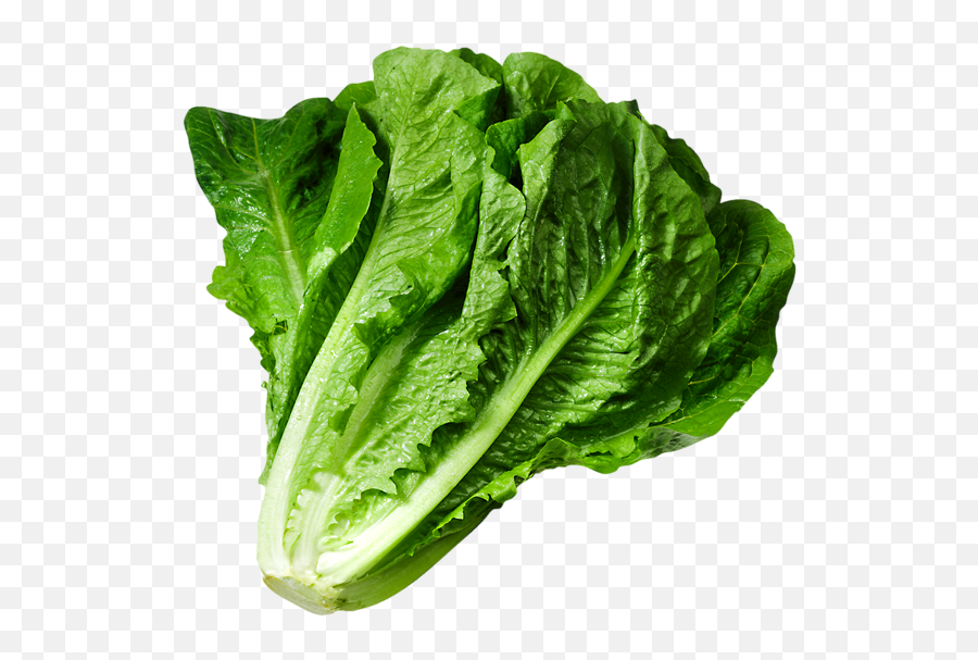 Lettuce Picture Cartoon Pictures And Cliparts - Lettuce Png Emoji,Lettuce Emoji