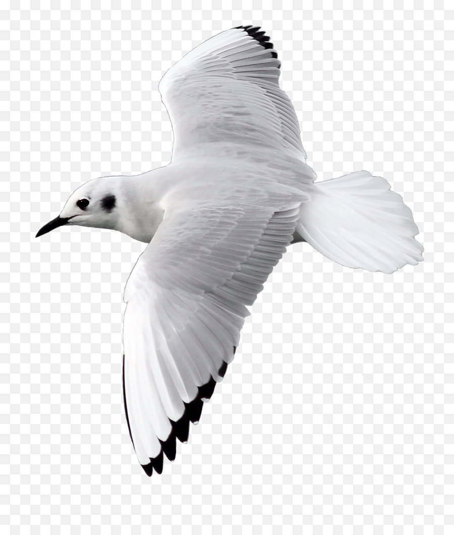 Download - Gullbirdpngtransparentimagestransparent Bird Fly With Transparent Background Emoji,Laughing Emoji No Background