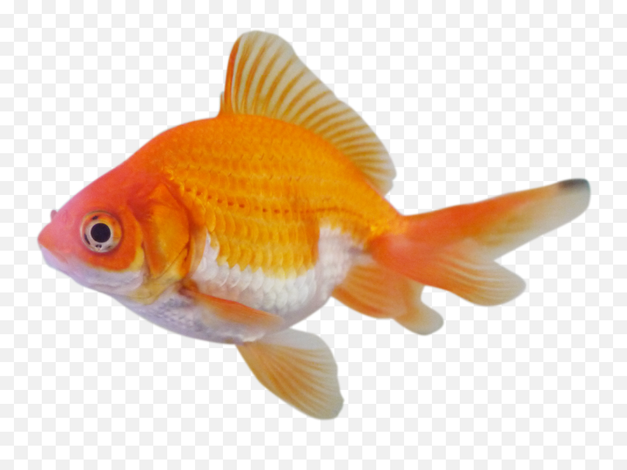 Fish Goldfish Stickers Freetoedit - Peces De Colores Png Emoji,Goldfish Emoji